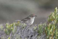 Calamanthus campestris