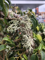 Ramalina canariensis