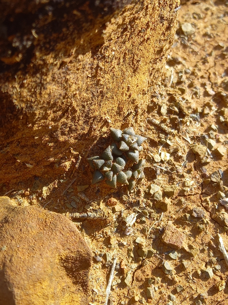 Anacampseros arachnoides, Camdeboo Local Municipality, South Africa