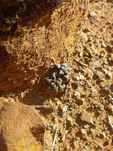 Image of Anacampseros arachnoides by (c) Christiaan Viljoen, some rights reserved (CC BY)