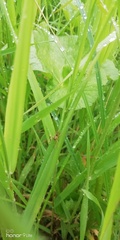 Cantharis pellucida