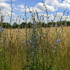 Cichorium intybus