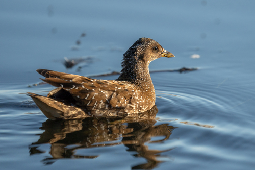 Foto de Spotted Crake