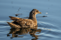 Spotted Crake photo 5
