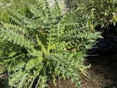 Cirsium spinosissimum