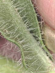 Erigeron glabellus pubescens