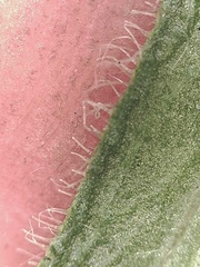 Erigeron glabellus pubescens