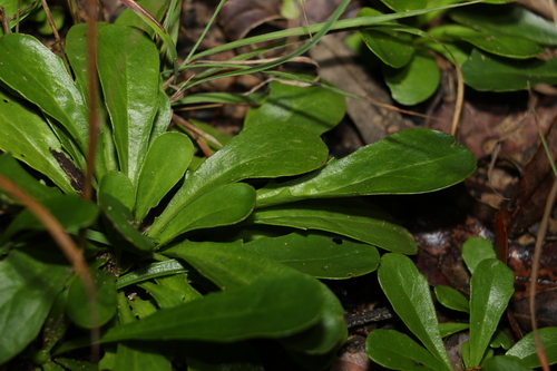 Image of Goodenia bellidifolia by (c) Greg Tasney, some rights reserved (CC BY-SA)