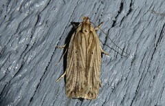 Agonopterix umbellana