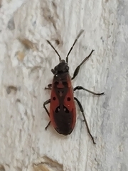 Melanocoryphus tristrami