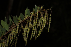 Acacia complanata