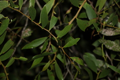 Acacia complanata