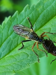 Dioctria rufipes