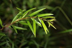 Notelaea linearis