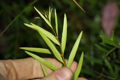 Notelaea linearis