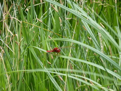 Crocothemis erythraea