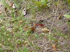 Crocothemis erythraea