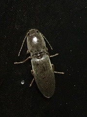 Conoderus parallelus