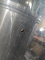 Eysarcoris ventralis