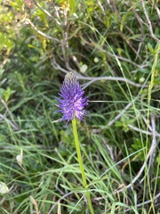 Phyteuma betonicifolium