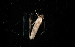 Phaeosaces apocrypta