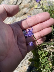 Phyteuma betonicifolium