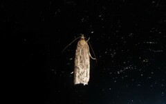 Phaeosaces apocrypta
