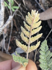 Cheilanthes brownii