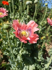 Papaver somniferum