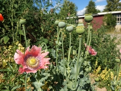 Papaver somniferum