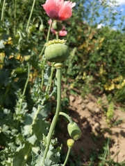Papaver somniferum
