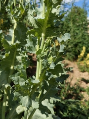 Papaver somniferum