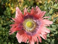 Papaver somniferum