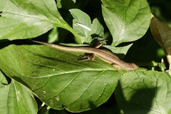 Takydromus kuehnei