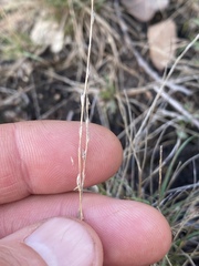 Tripogonella loliiformis