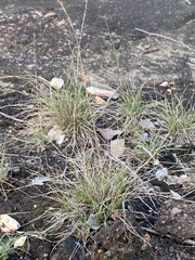 Tripogonella loliiformis