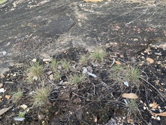 Tripogonella loliiformis