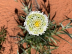 Polycalymma stuartii