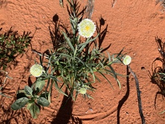 Polycalymma stuartii