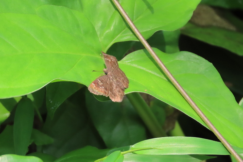 Common Small Flat photo 5