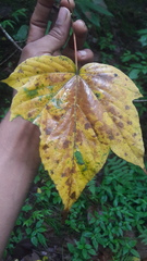Acer sterculiaceum