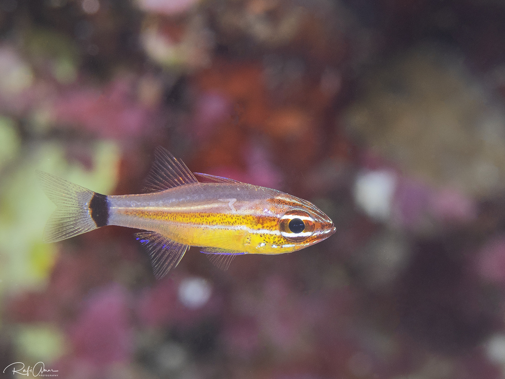 Anklet Cardinalfish