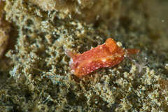 Polycera parvula