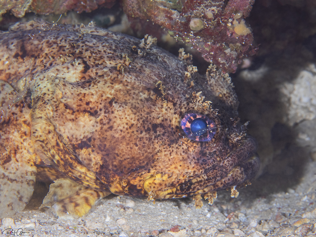 Red Sea Toadfish