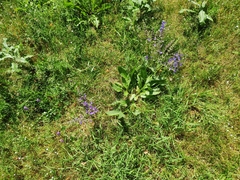 Salvia pratensis