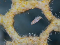 Oxycheilinus orientalis