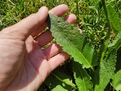 Salvia pratensis