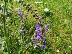 Salvia pratensis