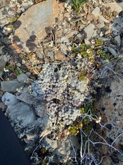 Antennaria densifolia
