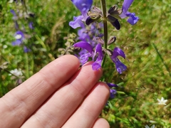 Salvia pratensis
